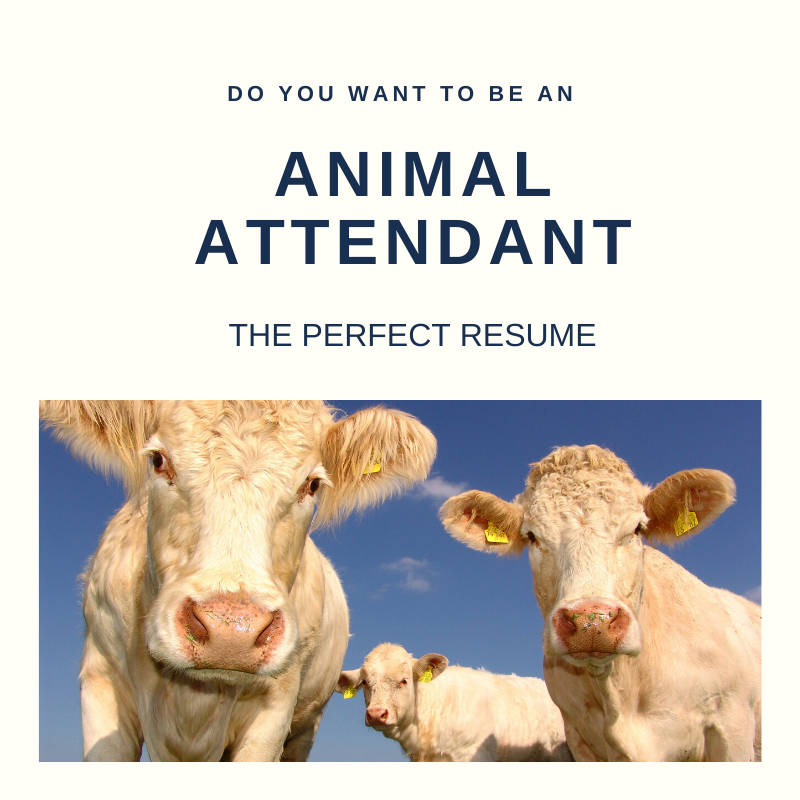 Animal Attendant Resume