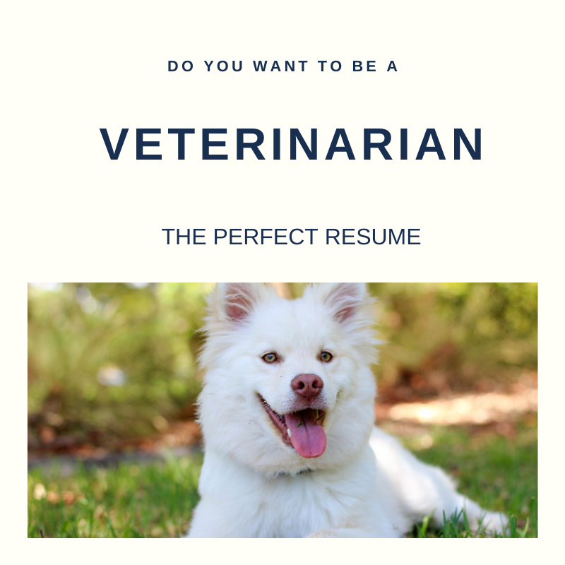 Veterinarian Resume