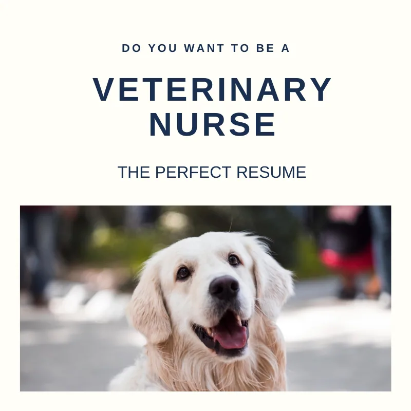 Veterinary Nurse Resume